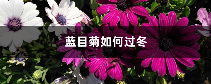 蓝目菊如何过冬 蓝目菊如何过冬