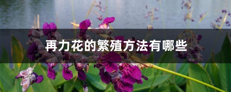 再力花的繁殖方法有哪些 再力花的繁殖方法有哪些