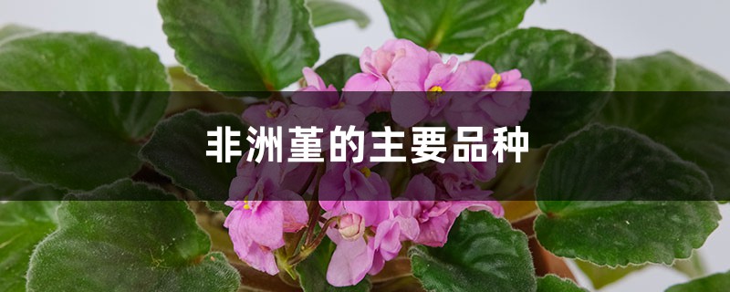 非洲堇的主要品种 非洲堇的主要品种