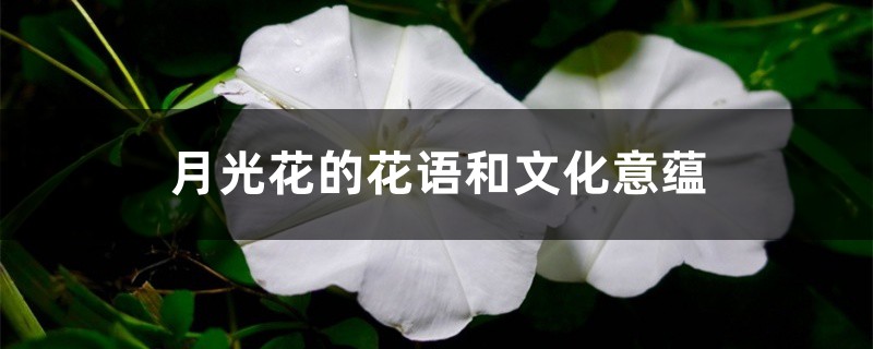 月光花的花语和文化意蕴 月光花的花语和文化意蕴