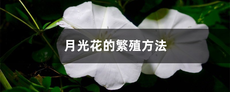 月光花的繁殖方法 月光花的繁殖方法