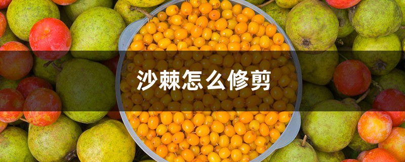 沙棘怎么修剪 沙棘怎么修剪
