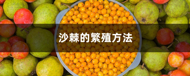 沙棘的繁殖方法 沙棘的繁殖方法