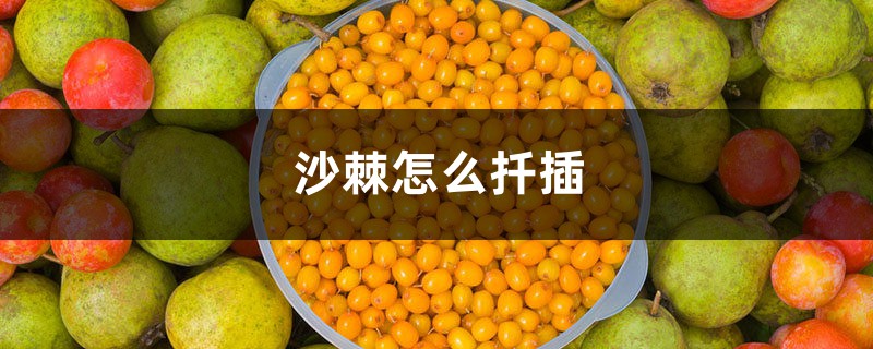 沙棘怎么扦插 沙棘怎么扦插