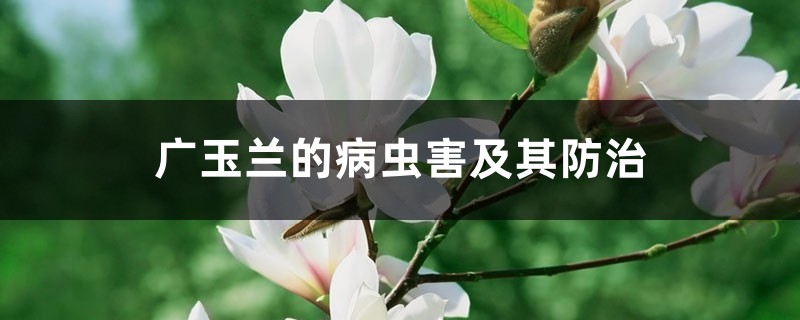 广玉兰的病虫害及其防治 广玉兰的病虫害及其防治