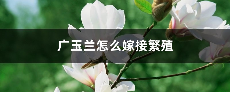 广玉兰怎么嫁接繁殖 广玉兰怎么嫁接繁殖