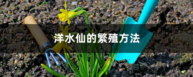 洋水仙的繁殖方法 洋水仙的繁殖方法