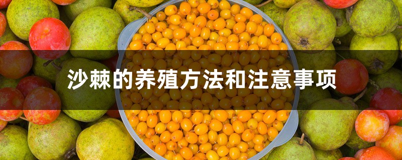 沙棘的养殖方法和注意事项 沙棘的养殖方法和注意事项