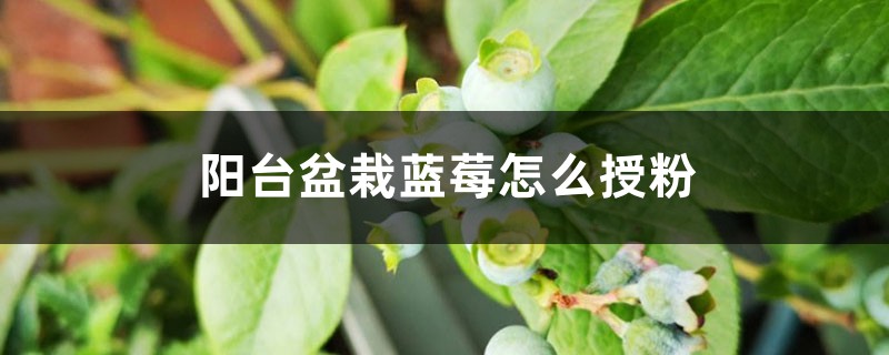 阳台盆栽蓝莓怎么授粉 阳台盆栽蓝莓怎么授粉