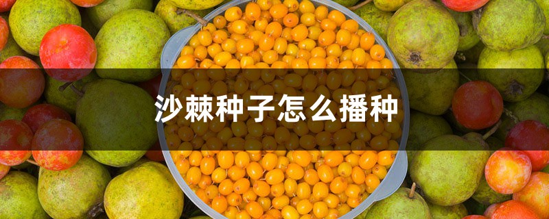 沙棘种子怎么播种 沙棘种子怎么播种