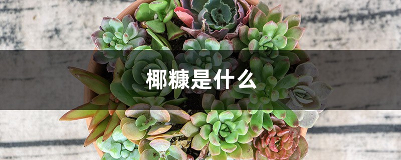 椰糠是什么 椰糠是什么