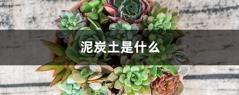 泥炭土是什么 泥炭土是什么