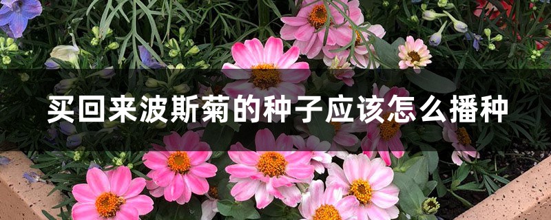 买回来波斯菊的种子应该怎么播种 买回来波斯菊的种子应该怎么播种