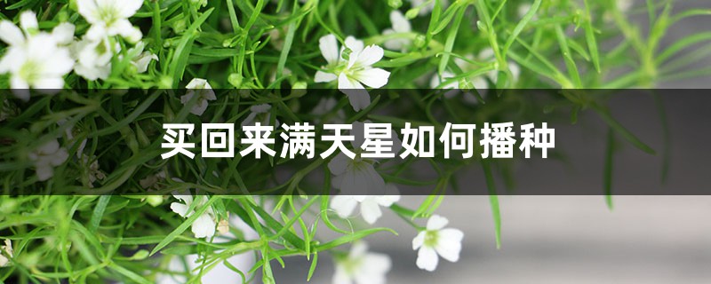 买回来满天星如何播种 买回来满天星如何播种