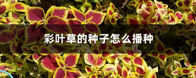 彩叶草的种子怎么播种 彩叶草的种子怎么播种