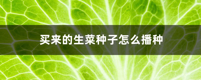 买来的生菜种子怎么播种 买来的生菜种子怎么播种