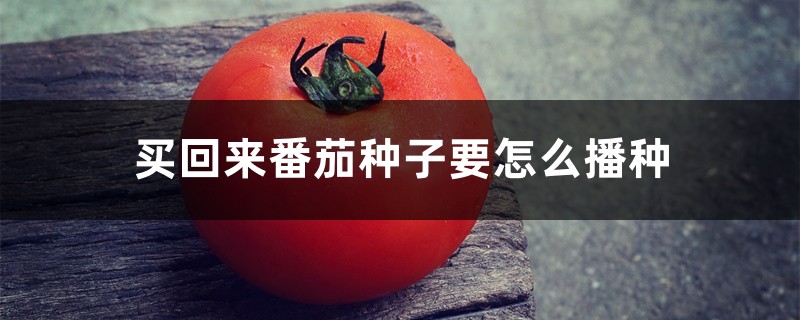 买回来番茄种子要怎么播种 买回来番茄种子要怎么播种