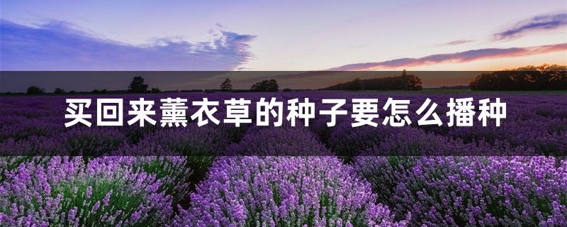 买回来薰衣草的种子要怎么播种 买回来薰衣草的种子要怎么播种