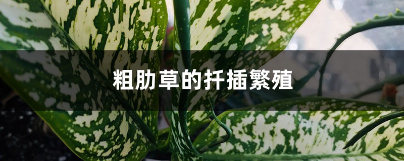 粗肋草的扦插繁殖 粗肋草的扦插繁殖