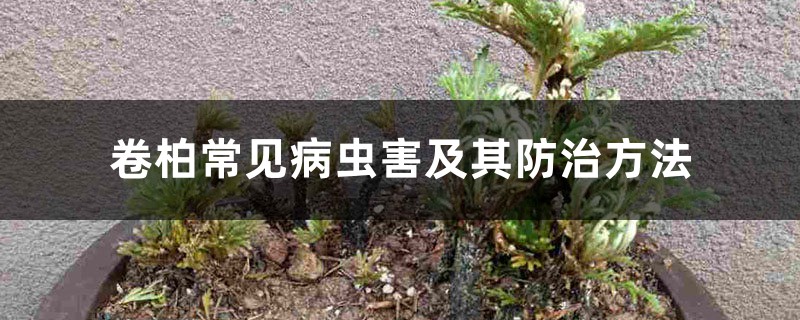 卷柏常见病虫害及其防治方法 卷柏常见病虫害及其防治方法