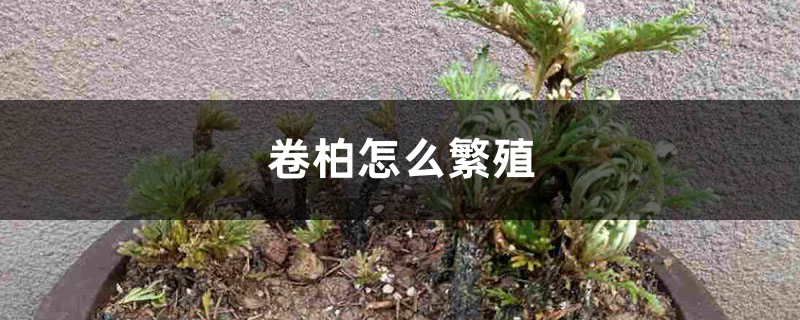 卷柏怎么繁殖 卷柏怎么繁殖