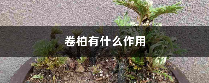 卷柏有什么作用 卷柏有什么作用