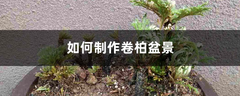 如何制作卷柏盆景 如何制作卷柏盆景