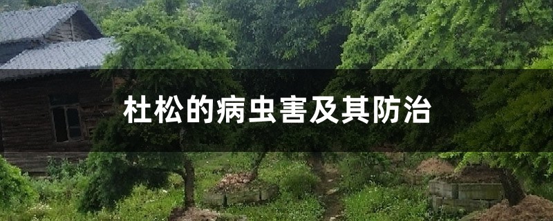 杜松的病虫害及其防治 杜松的病虫害及其防治