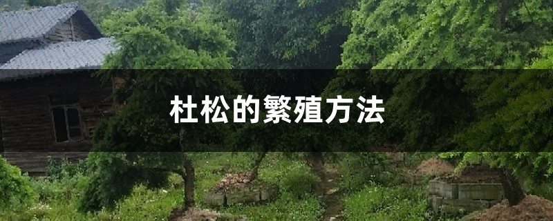 杜松的繁殖方法 杜松的繁殖方法