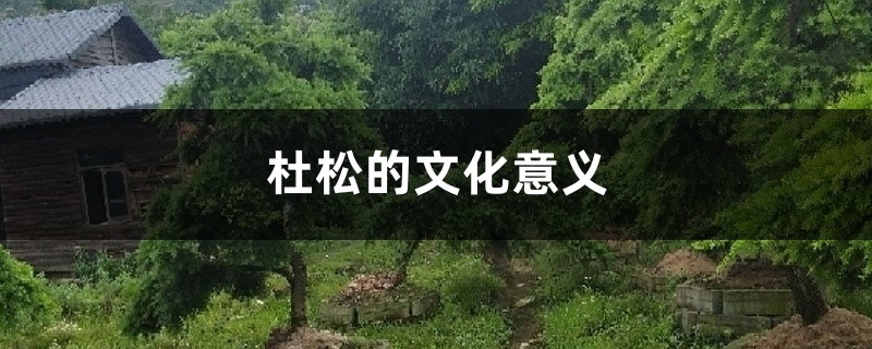 杜松的文化意义 杜松的文化意义