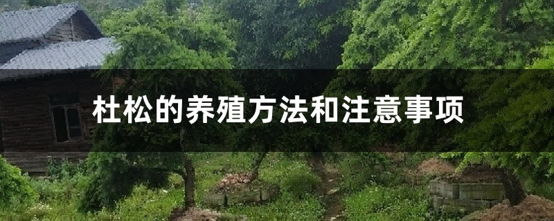 杜松的养殖方法和注意事项 杜松的养殖方法和注意事项