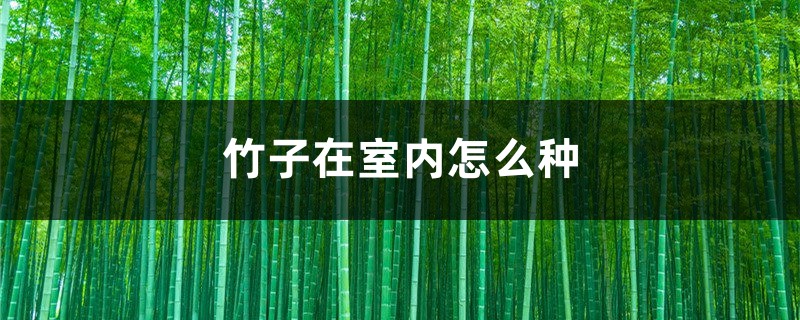 竹子在室内怎么种 竹子在室内怎么种