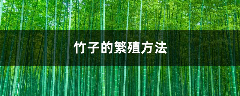 竹子的繁殖方法 竹子的繁殖方法