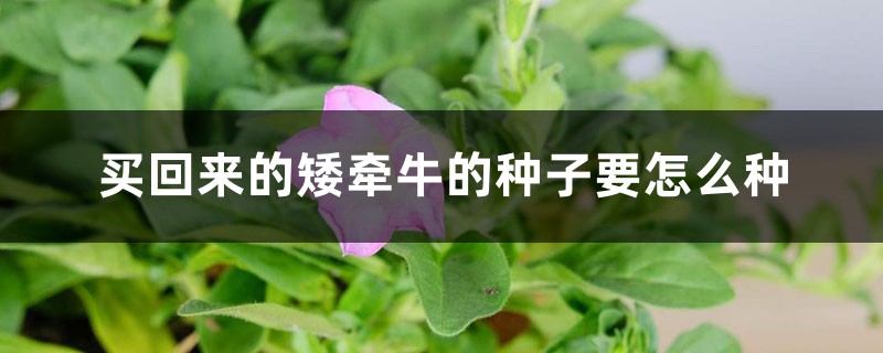 买回来的矮牵牛的种子要怎么种 买回来的矮牵牛的种子要怎么种
