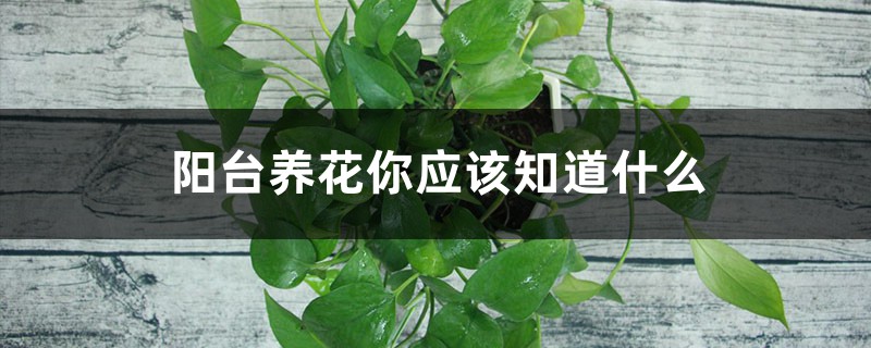 阳台养花你应该知道什么 阳台养花你应该知道什么