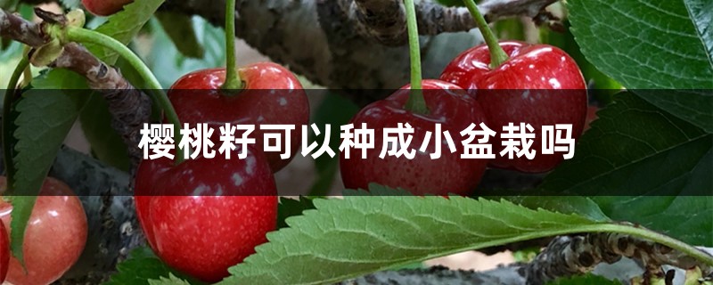 樱桃籽可以种成小盆栽吗 樱桃籽可以种成小盆栽吗
