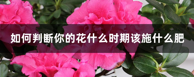 如何判断你的花什么时期该施什么肥 如何判断你的花什么时期该施什么肥