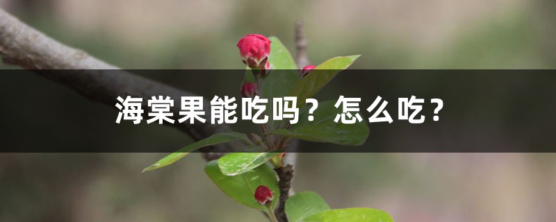 海棠果能吃吗?怎么吃? 海棠果能吃吗?怎么吃?