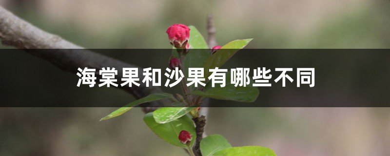 海棠果和沙果有哪些不同 海棠果和沙果有哪些不同