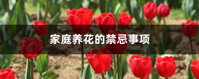 家庭养花的禁忌事项 家庭养花的禁忌事项