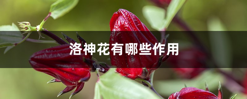 洛神花有哪些作用 洛神花有哪些作用