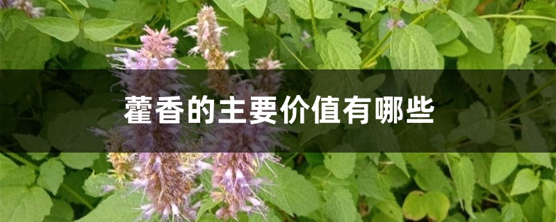 藿香的主要价值有哪些 藿香的主要价值有哪些