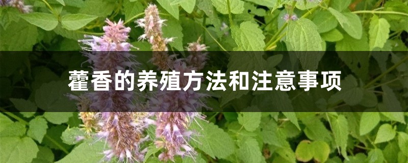 藿香的养殖方法和注意事项 藿香的养殖方法和注意事项