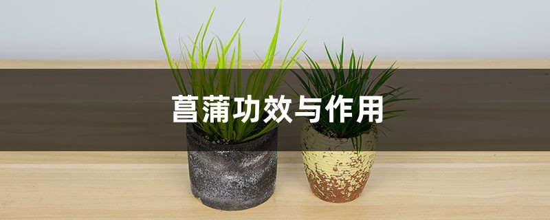 菖蒲功效与作用 菖蒲功效与作用