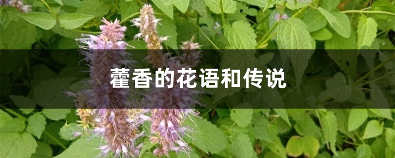 藿香的花语和传说 藿香的花语和传说