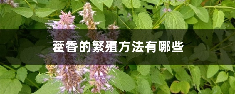 藿香的繁殖方法有哪些 藿香的繁殖方法有哪些