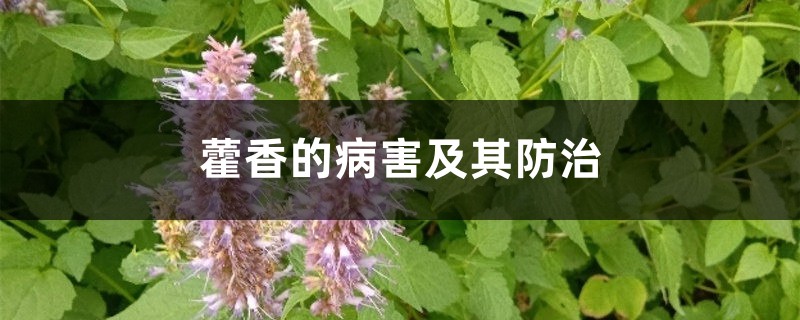 藿香的病害及其防治 藿香的病害及其防治