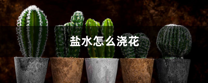 盐水怎么浇花 盐水怎么浇花