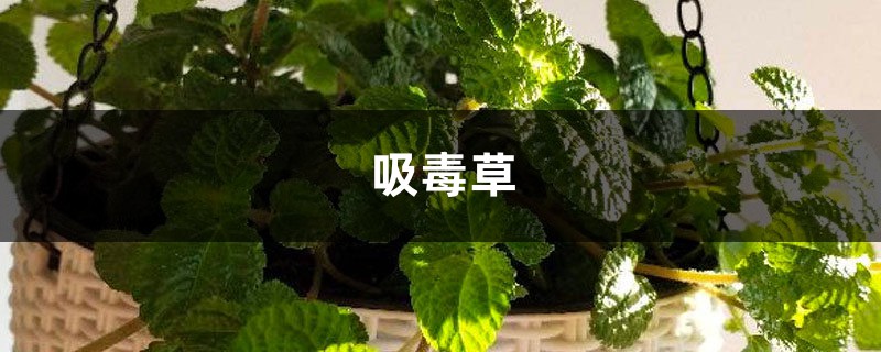 吸毒草视频:垃圾桶捡来的花,处理后放家里还能净化空气 吸毒草视频:垃圾桶捡来的花,处理后放家里还能净化空气