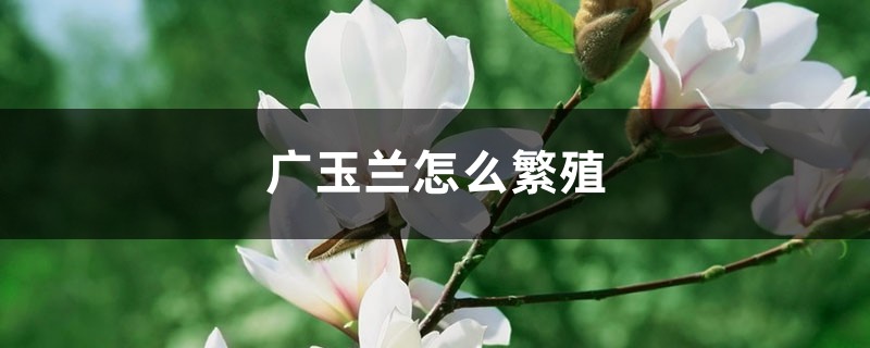 广玉兰怎么繁殖 广玉兰怎么繁殖